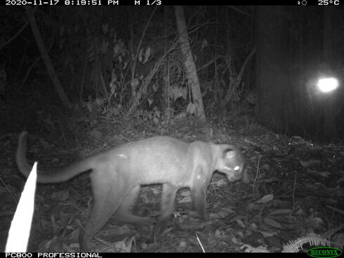 A nightvision view of a golden cat walking through the forest in the dark
