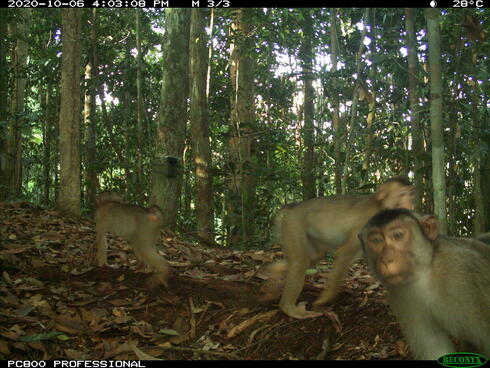 3 pig tailed macaque's walking through a forest, one looks into a camera trap