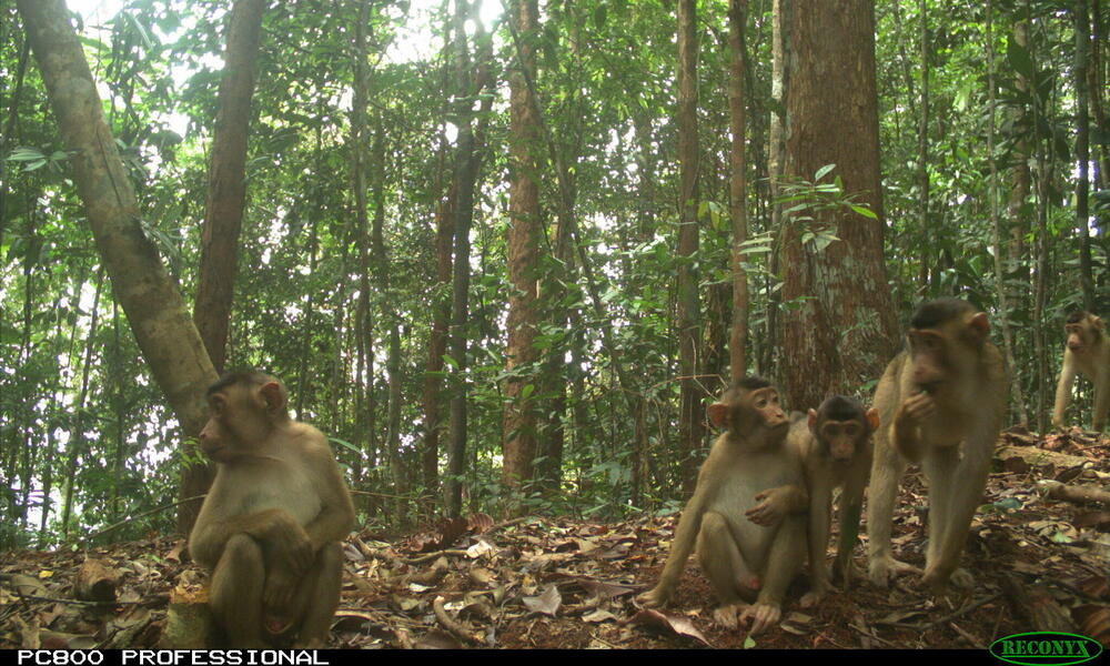 A group of Sumatran pig-tailed macaques sitting on the forest floor