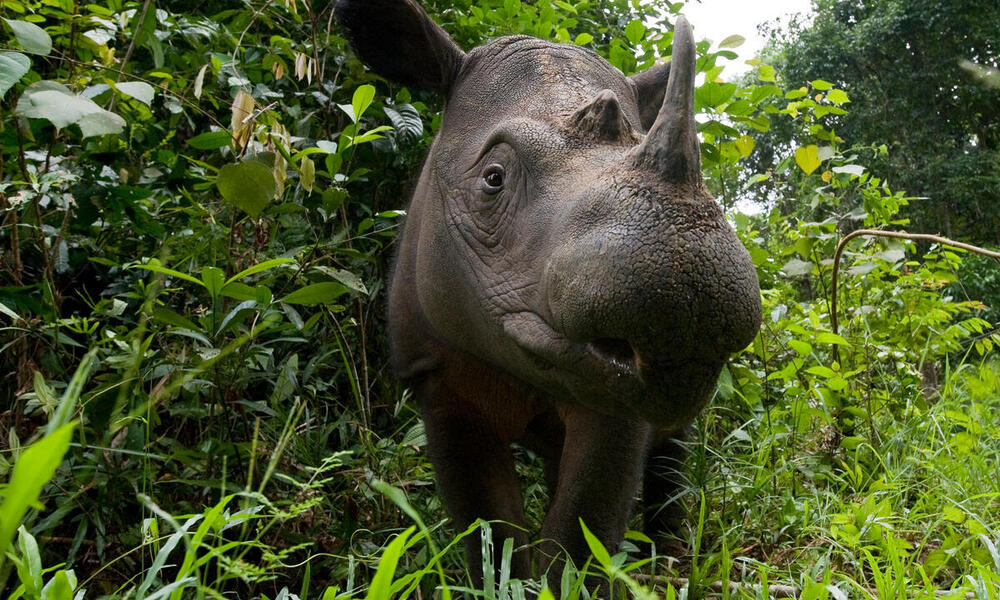 Head portrait of a Sumatran rhino