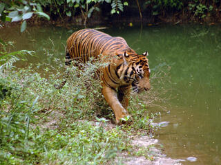 A large Sumatran tiger walks along a green stream in the forest