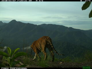 Sumatran tiger camera trap 2 