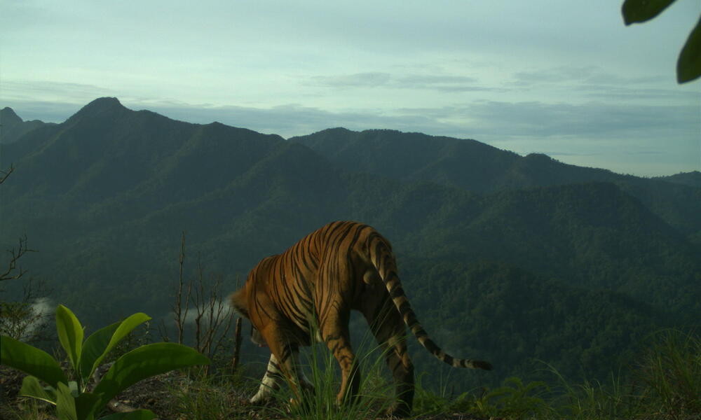 Sumatran tiger camera trap 2 