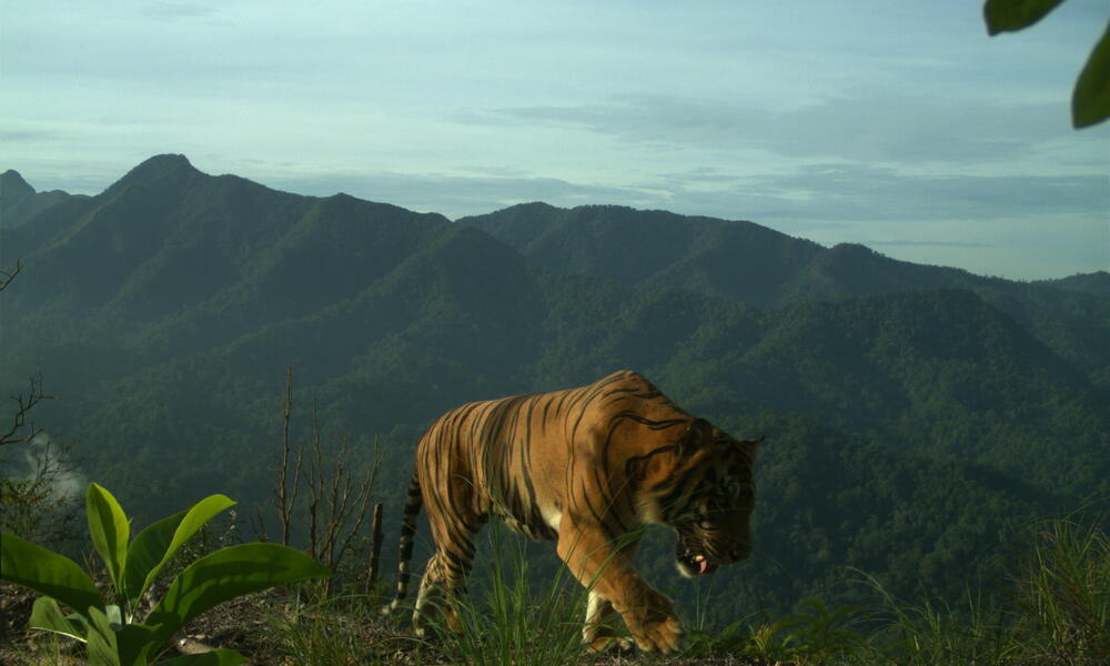 Sumatran tiger camera trap 3 