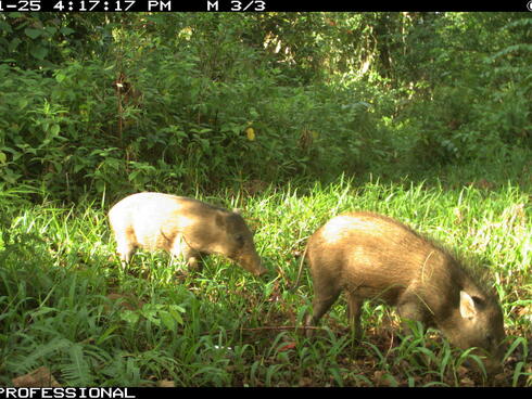 Two wild pigs foraging in the woods