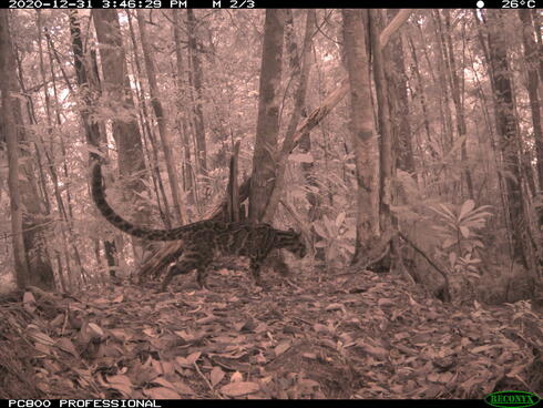 A leopard running through the forest