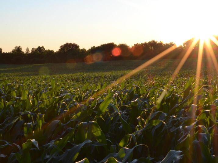 sunrise over a corn field