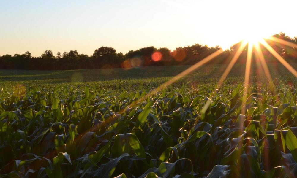 sunrise over a corn field