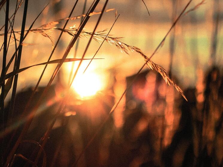 sunrise through stalks of wheat