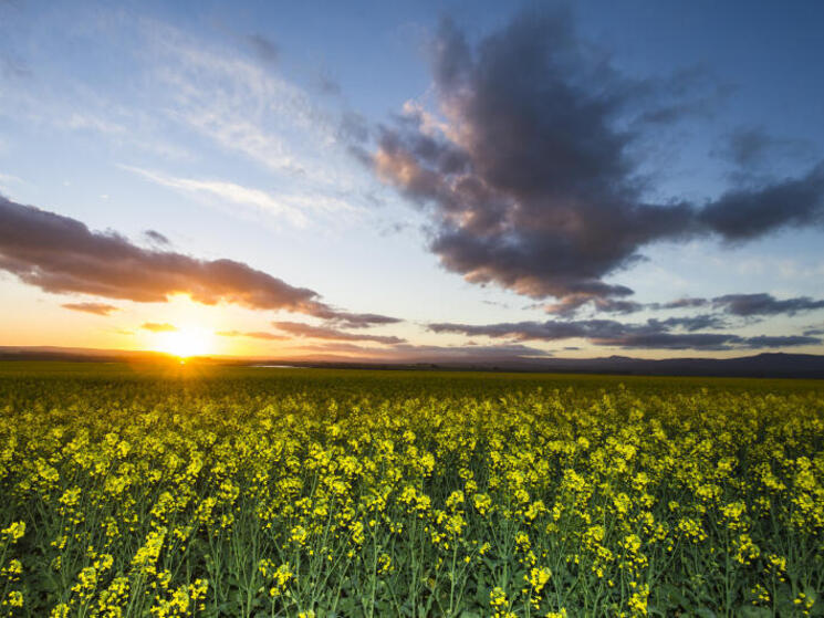 Sunset over crops