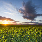 Sunset over crops
