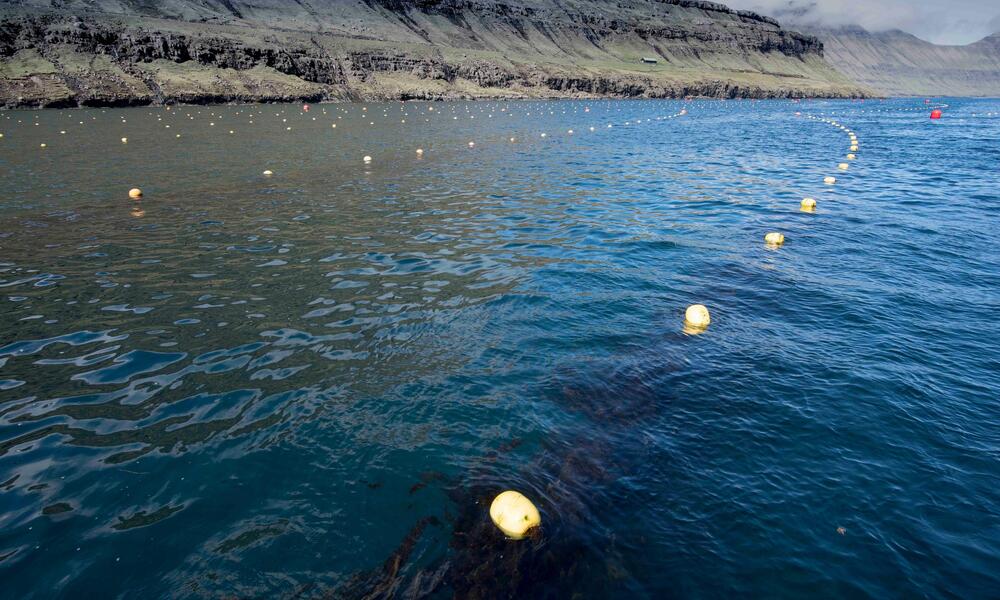 Buoys on top of the water holding up seaweed lines