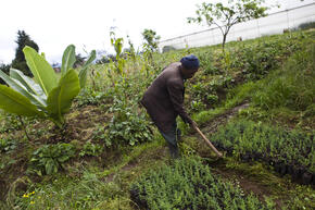 Sustainable Agriculture 