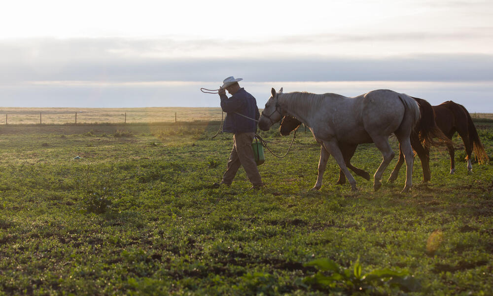 Ryan Sexson, getting the horses ready to move cattle in the Sandhills of Nebraska, United States