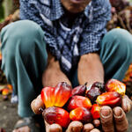 Two outstretched hands full of recently harvested Palm fruit