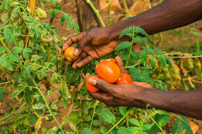 Two hands picking tomatoes from a plant