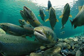 End Destructive Fishing » Marine Conservation Institute