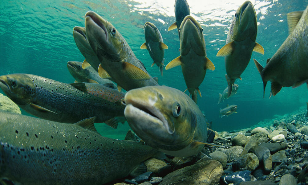 Wildlife in Greenland: Fish