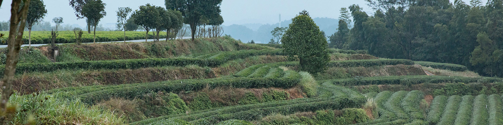 A stepped field of tea 