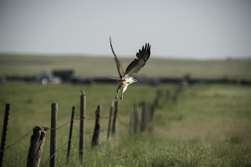 A Swaison's hawk leaps into flight in northern Montana.