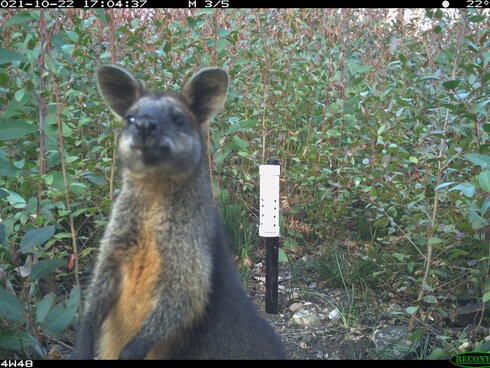 A swamp wallaby looks at the camera