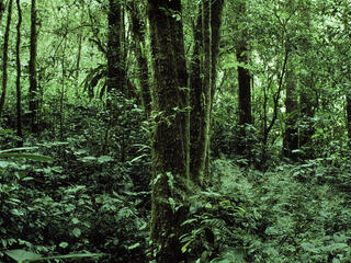 A dense green jungle