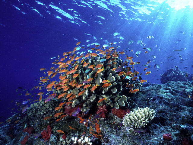 Ocean Habitat Habitats Wwf