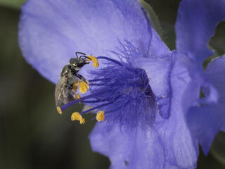  Close up of a Sweat Bee (Lasioglossum sp) visiting Prairie Spiderwort (Tradescantia occidentalis), a bright purple flower