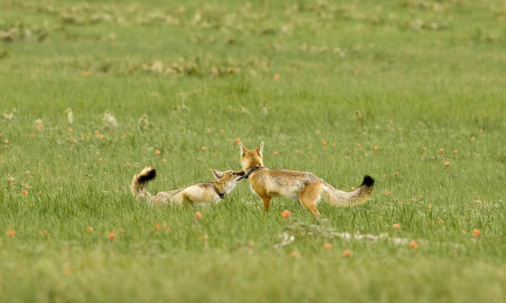 Swift fox pup pair