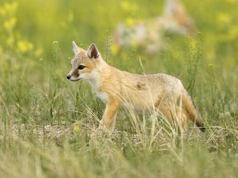 Swift fox pup