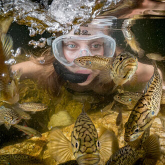 Underwater photo of swimming woman wearing mask looking at golden fish