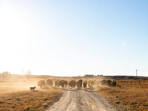 TJ Heinert's dog helps manage a herd of bison on a dusty morning