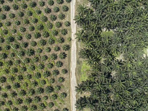 Aerial view of a young palms next to mature palms on the Sawit Kinabalu oil palm plantation in Tawau, Sabah, Borneo, Malaysia.