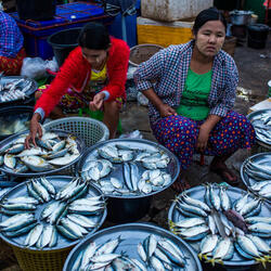 Fishmonger selling raw fish in the market Dawei township, Tanintharyi division, Myanmar.