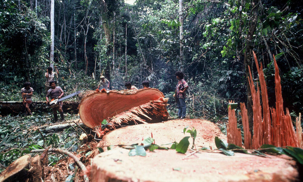 Illegal logging in the lowland rainforest along the Rio La Torre.