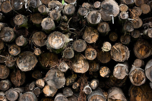 Ends of cut logs stacked up