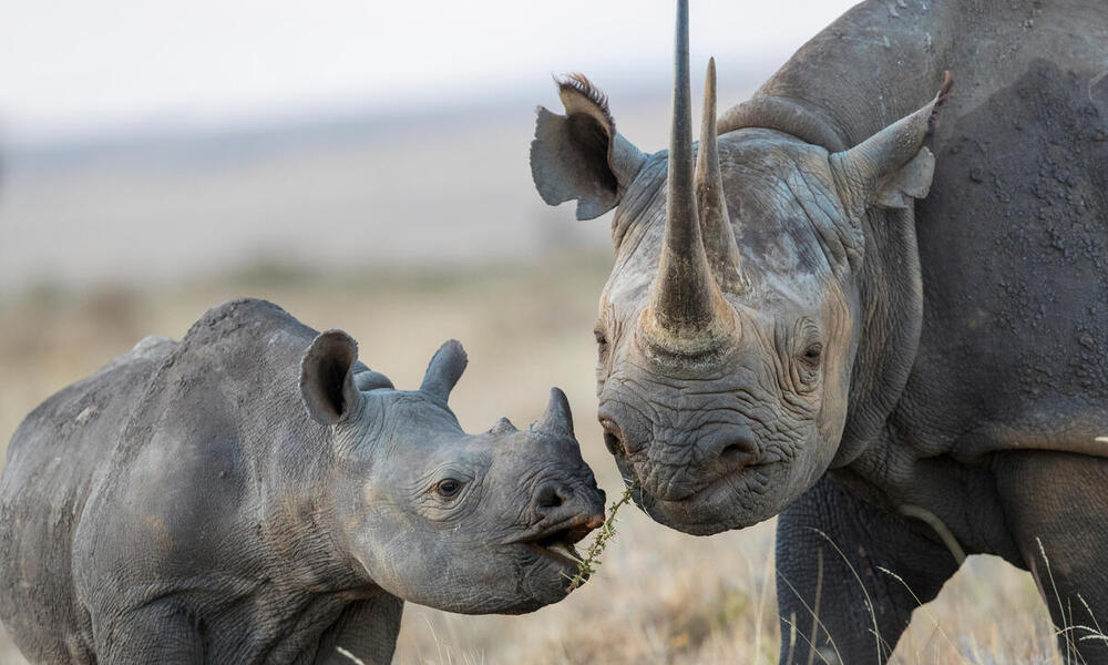 Scientists plan to flood black market with fake rhino horn to reduce  poaching, Illegal wildlife trade