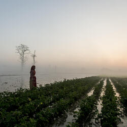 A lady tends to her farm in the early morning mist of Bardia, Nepal.