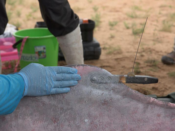 A tag is safely affixed to the river dolphin