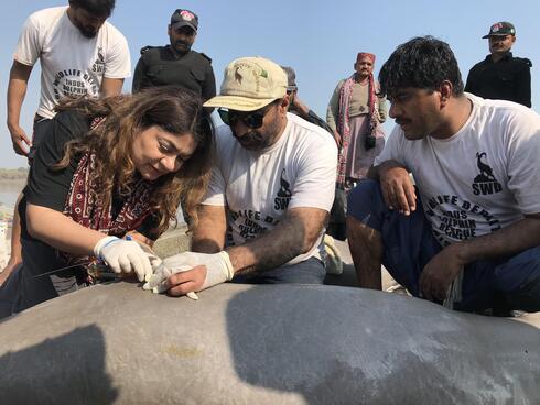 Closeup of a woman and two men tagging a gray river dolphin