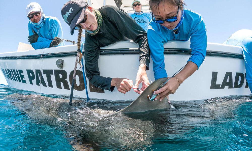 Using an ultrasound to locate important shark birthing sites - Vimarsana News