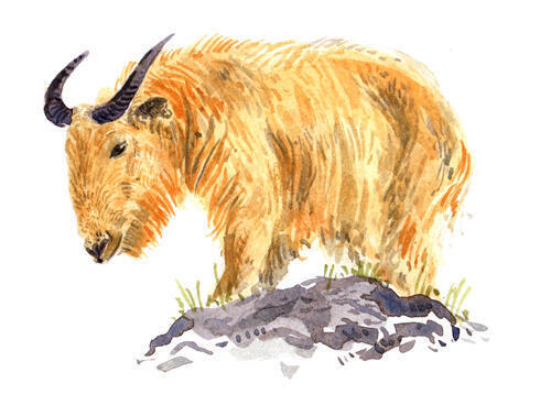 Takin Illustration
