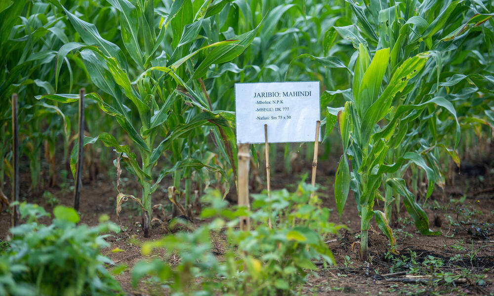 Crops with a sign