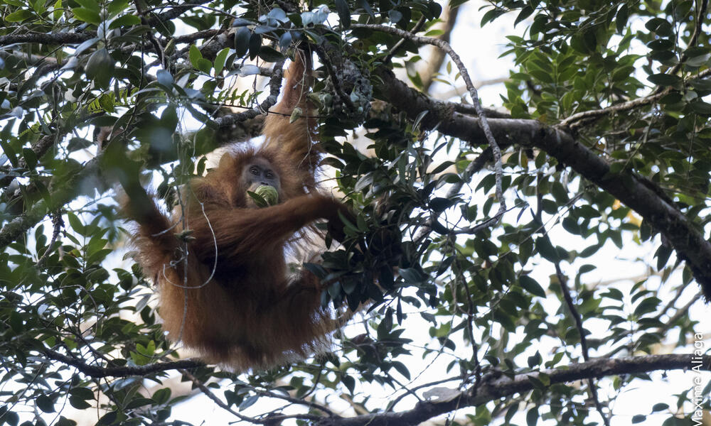 Tapanuli orangutan