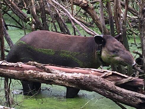 Camera trap image of a tapir standing in still water