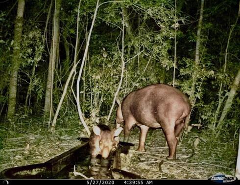 A tapir visits an artificial watering hole at night