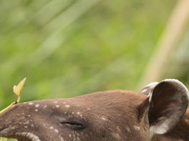 Ear and eye of a tapir