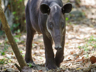 A tapir walks on dead leaves through the forest