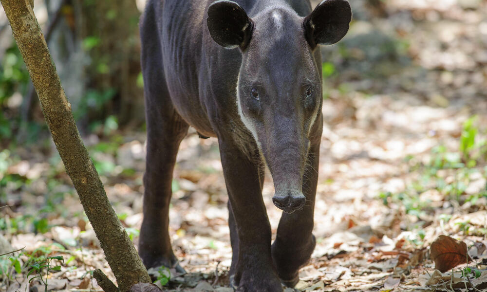 A tapir walks on dead leaves through the forest