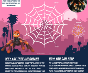 Tarantula's Spider Web Maze